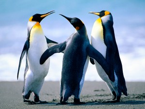 Picture of Penguins